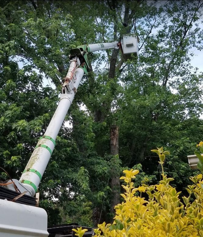 Worker in a bucket lift trimming tall trees beside yellow shrubs in a wooded area.