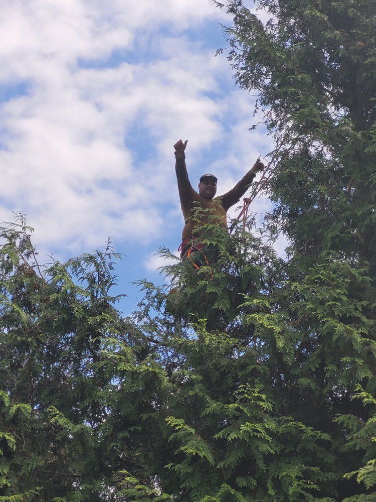 Person standing on a tree with arms raised under a cloudy blue sky.