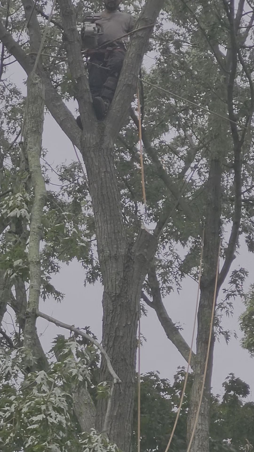 Person climbing a tall tree with a rope in a wooded area