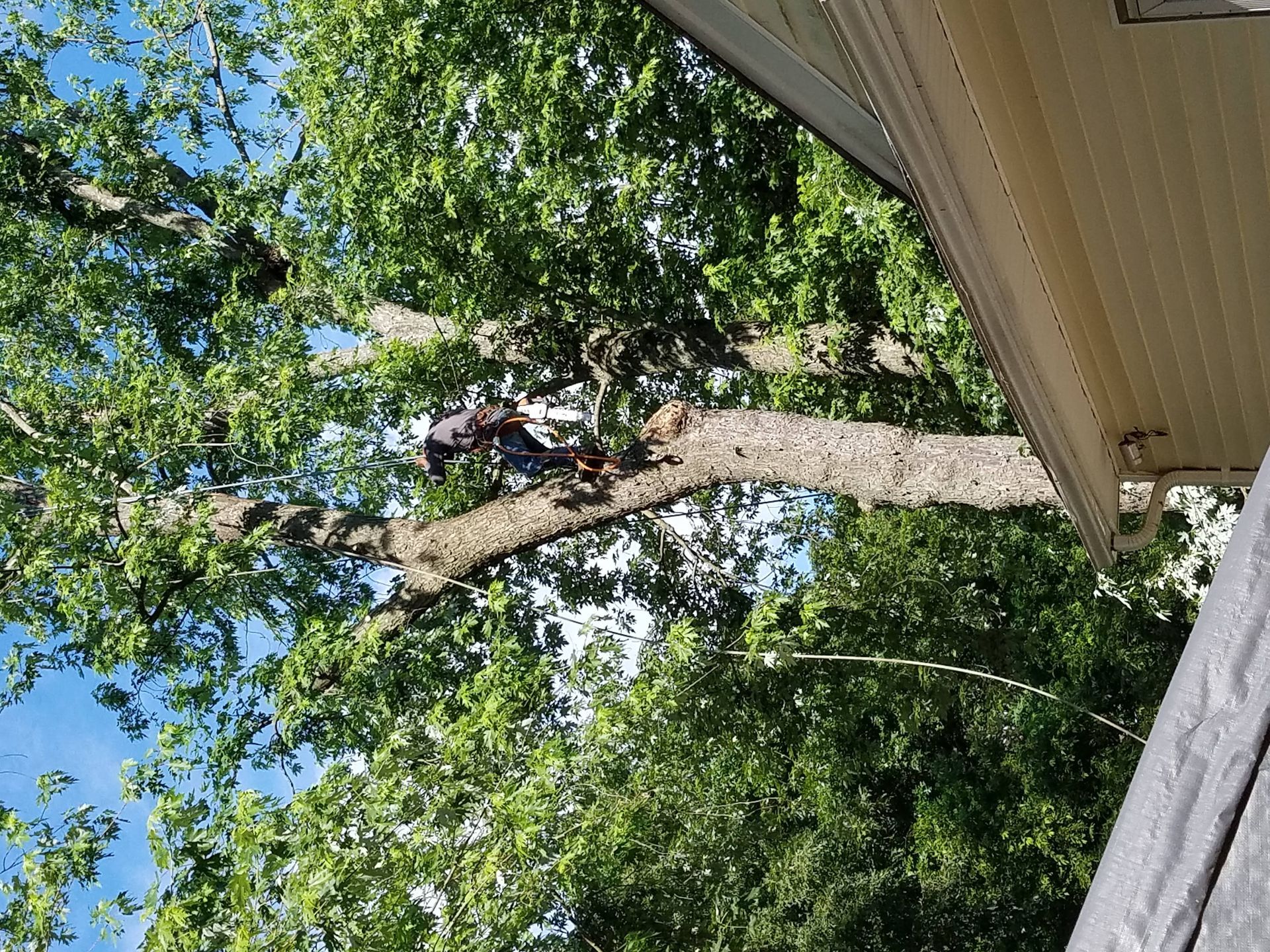 Person trimming a tree branch beside a house under a blue sky