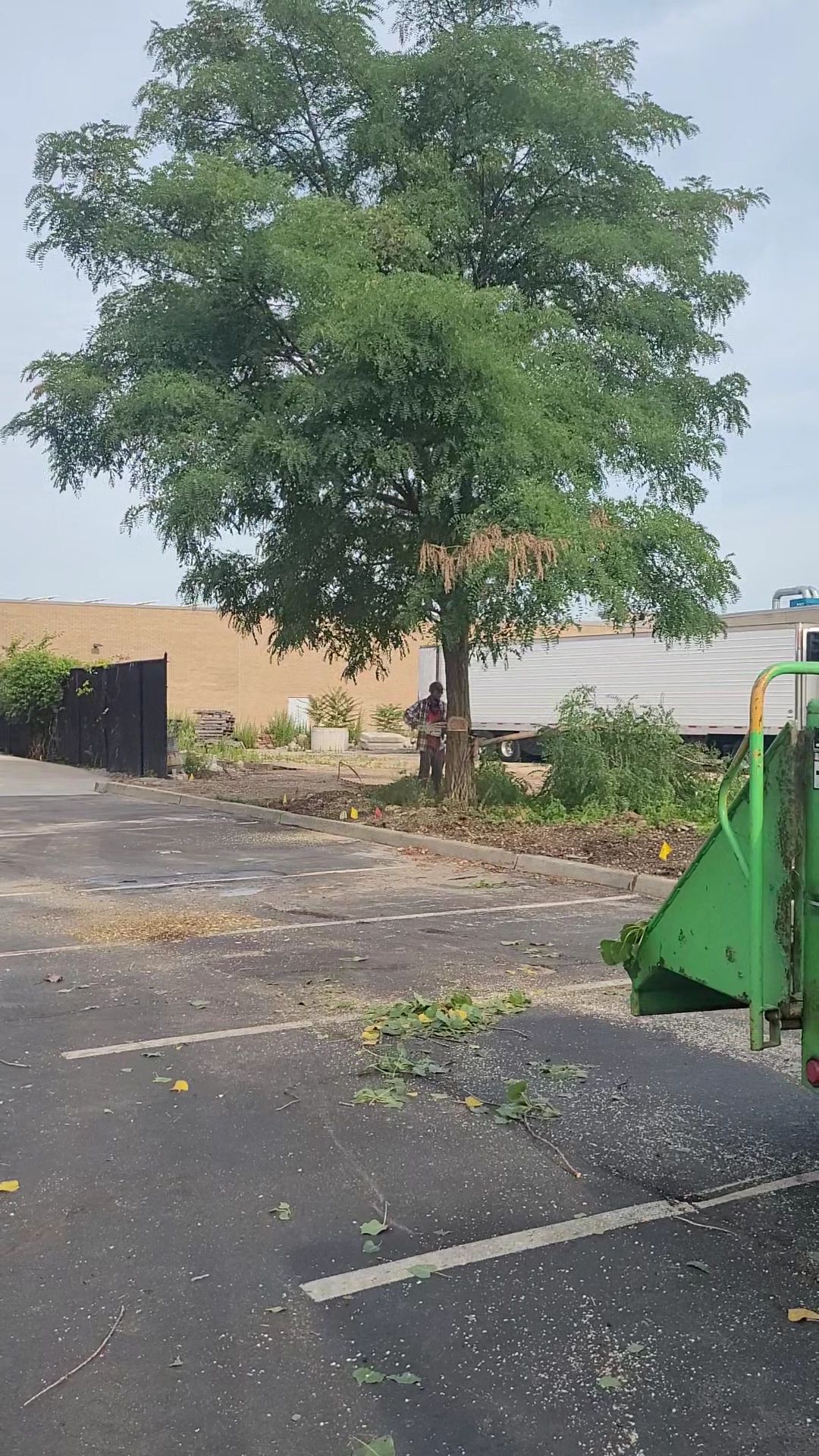 A large tree in a parking lot near a tan wall, with a green dumpster at right.