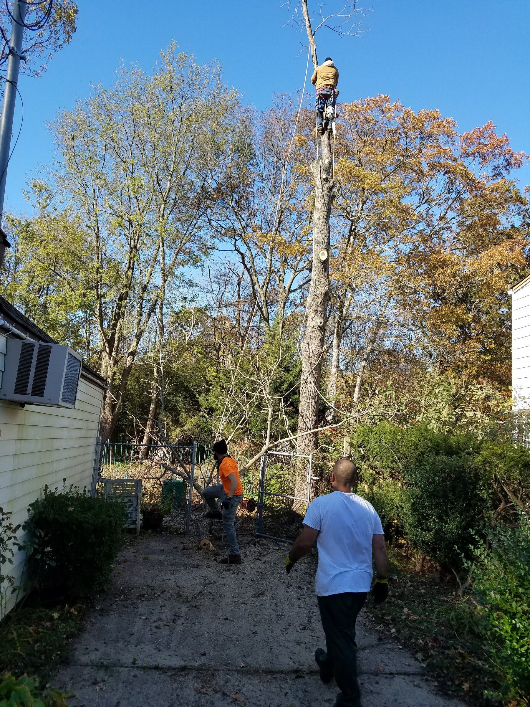 Two workers trimming a tall tree in a backyard, one in an orange vest on the ground and one in a bucket lift.