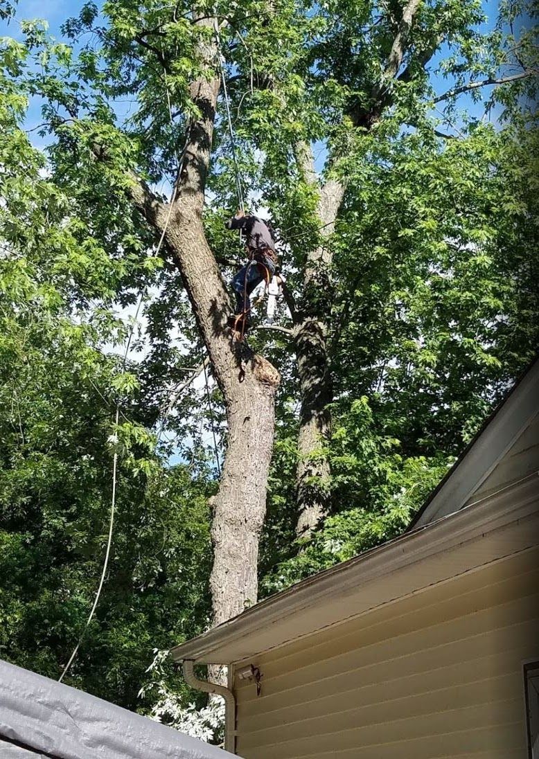 Arborist in a tall tree beside a house, trimming branches with blue sky and green foliage behind.