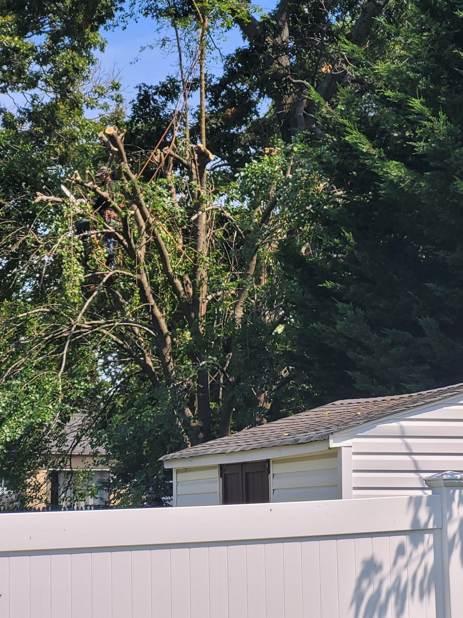 Tree branches over a small white shed behind a fence in a sunny backyard