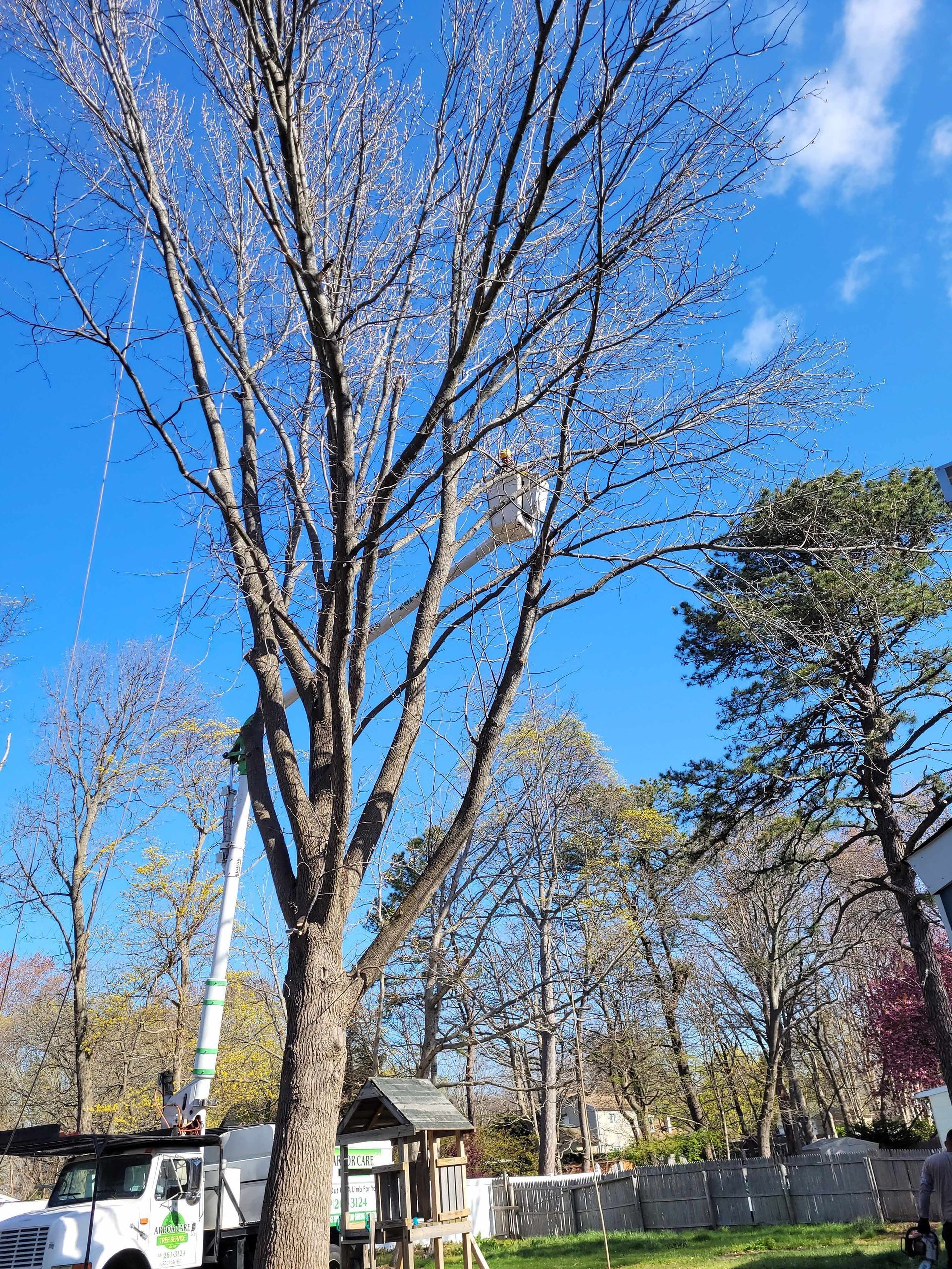 Leafless tree in a yard under a clear blue sky, with houses and a fence in the background
