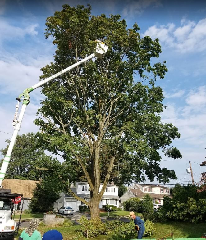 Worker in a cherry picker pruning a large tree in a suburban yard.