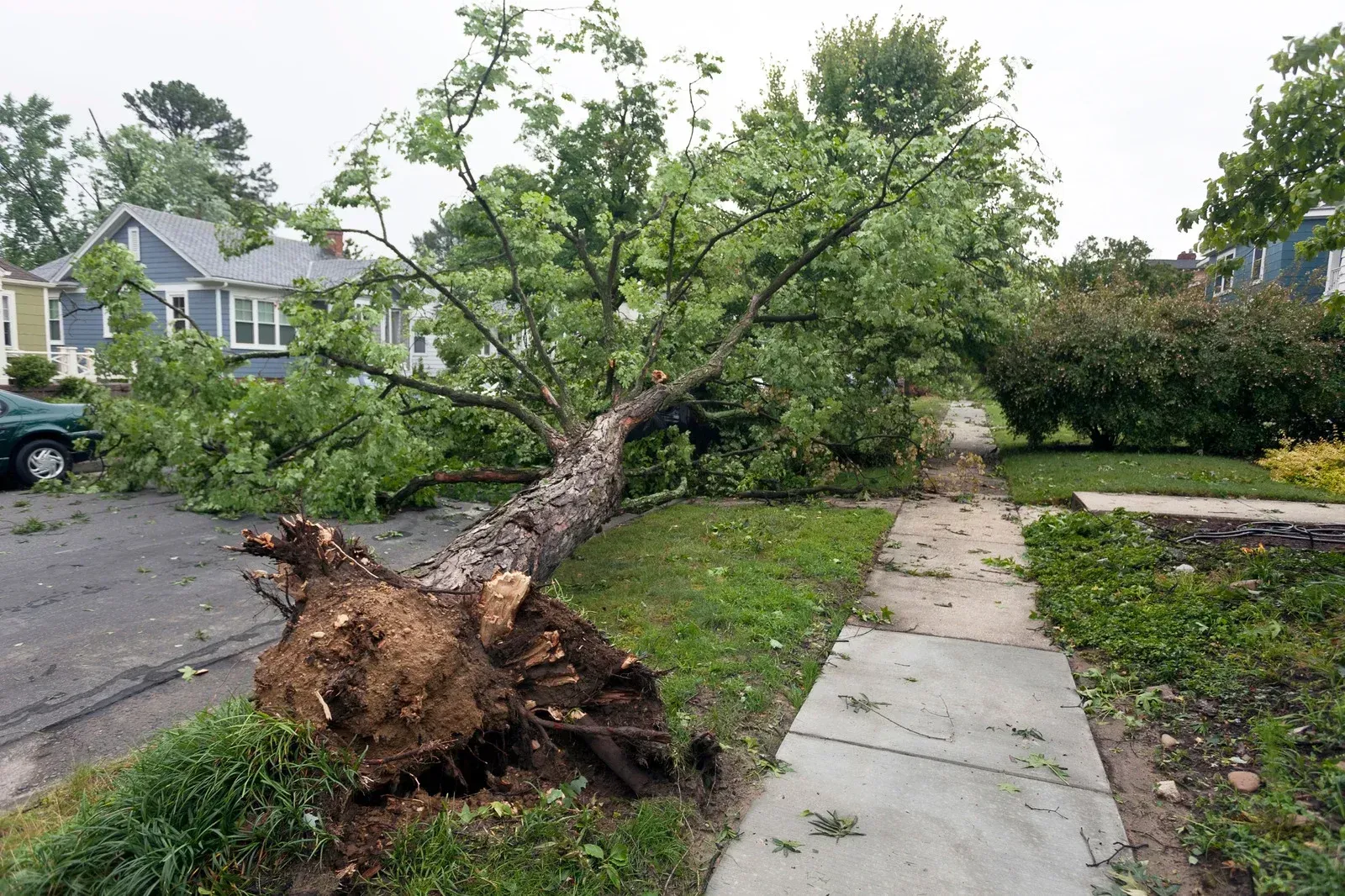 Uprooted fallen tree blocking a sidewalk beside a residential street after storm damage