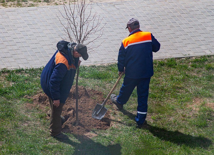 men planting a tree