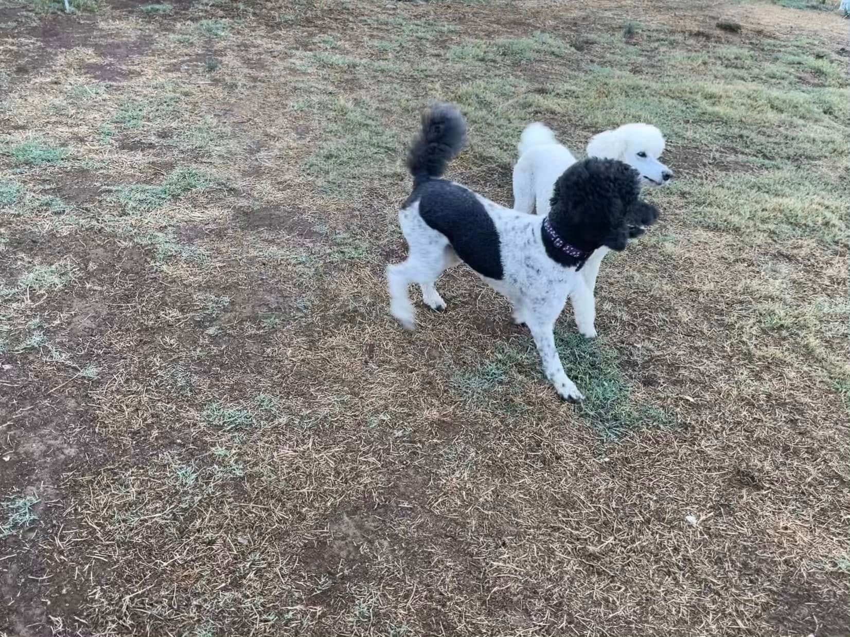Two black-and-white poodles standing on grass, one with a small white dog behind it