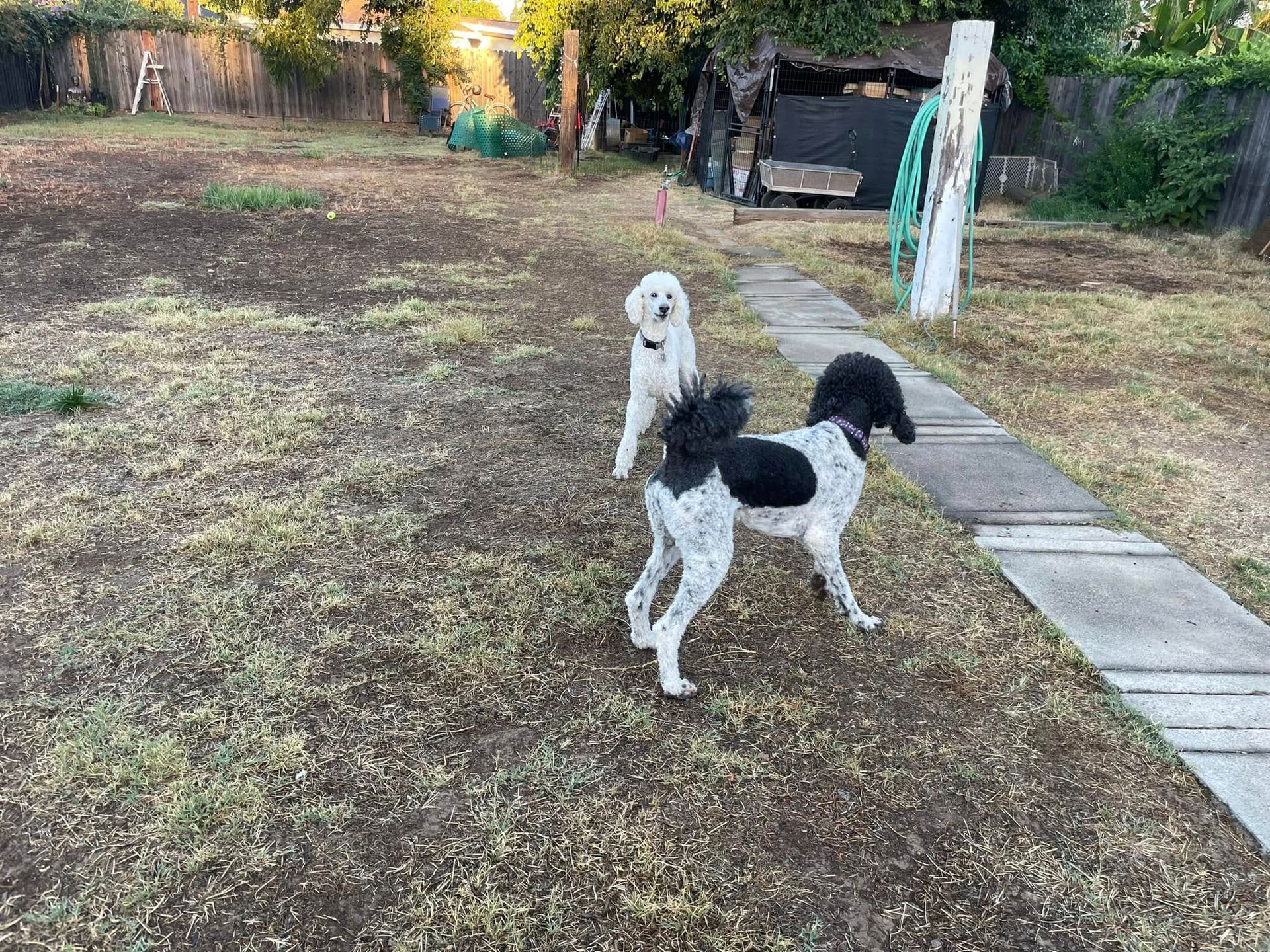 Two black-and-white dogs standing on a grassy yard beside a paved path and fence.