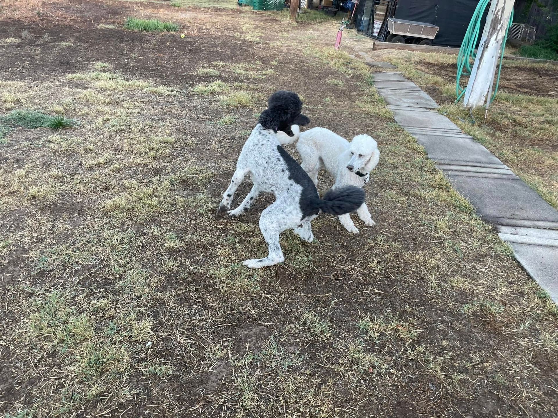 Two small black-and-white dogs wrestling on a patchy backyard lawn near a wooden walkway