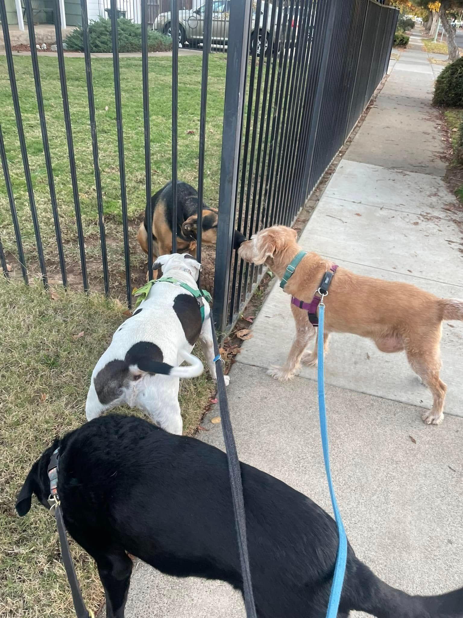 Three dogs on leashes sniff a fence beside a sidewalk and grassy yard.