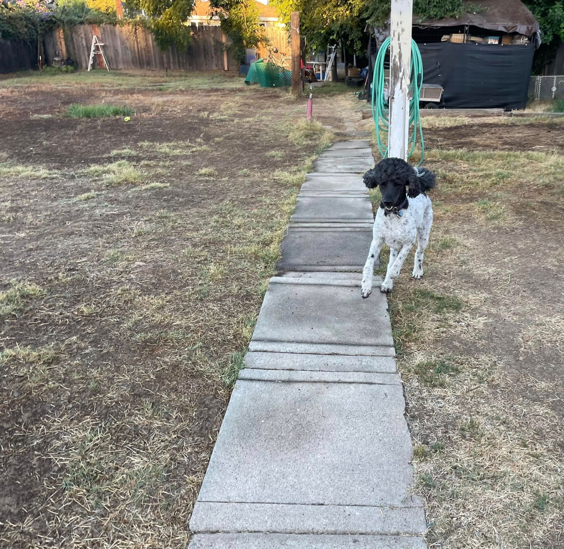 Black-and-white dog standing on a concrete path in a yard near a shed