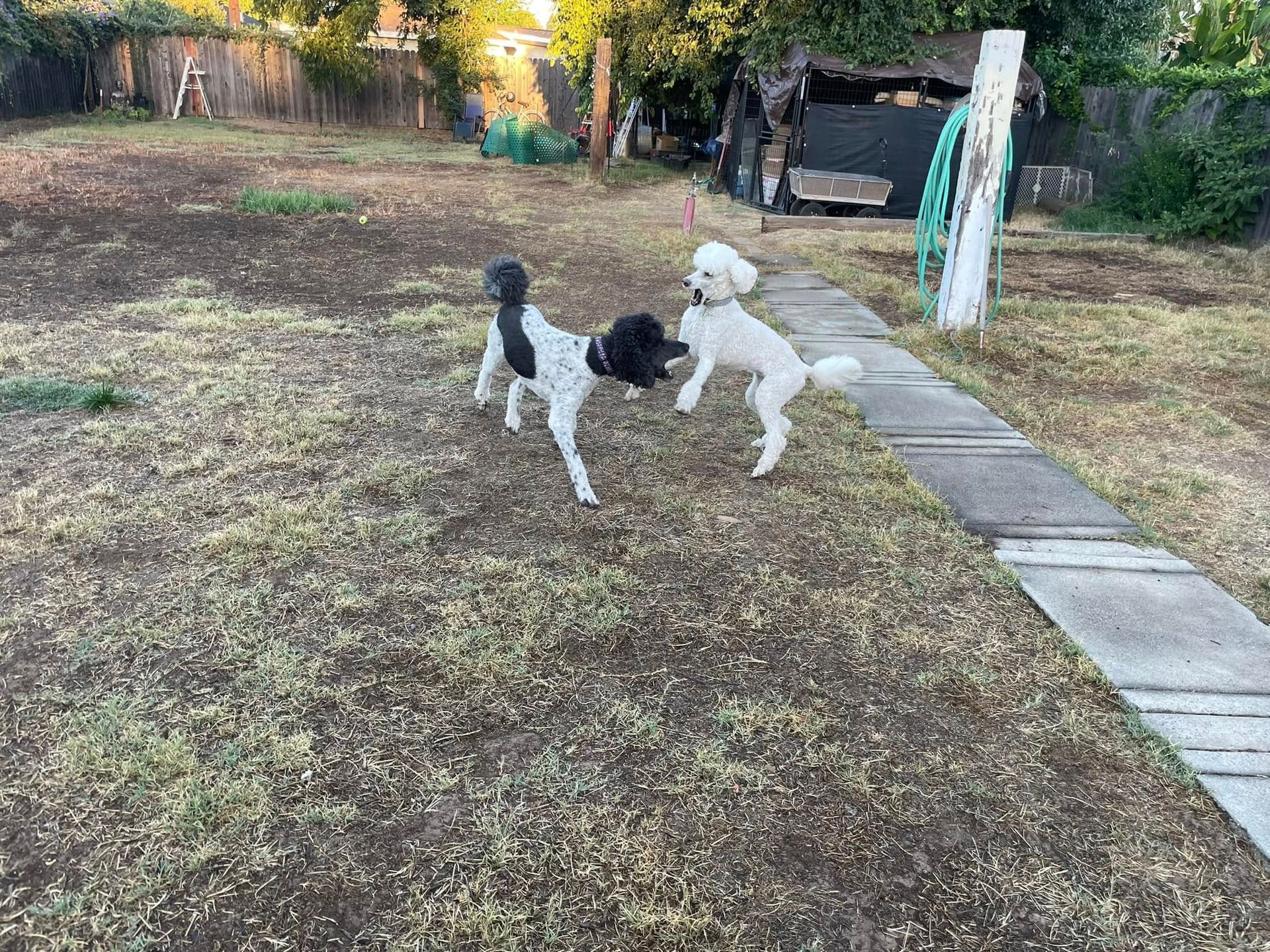 Two dogs playing on a patchy lawn beside a stone path in a backyard