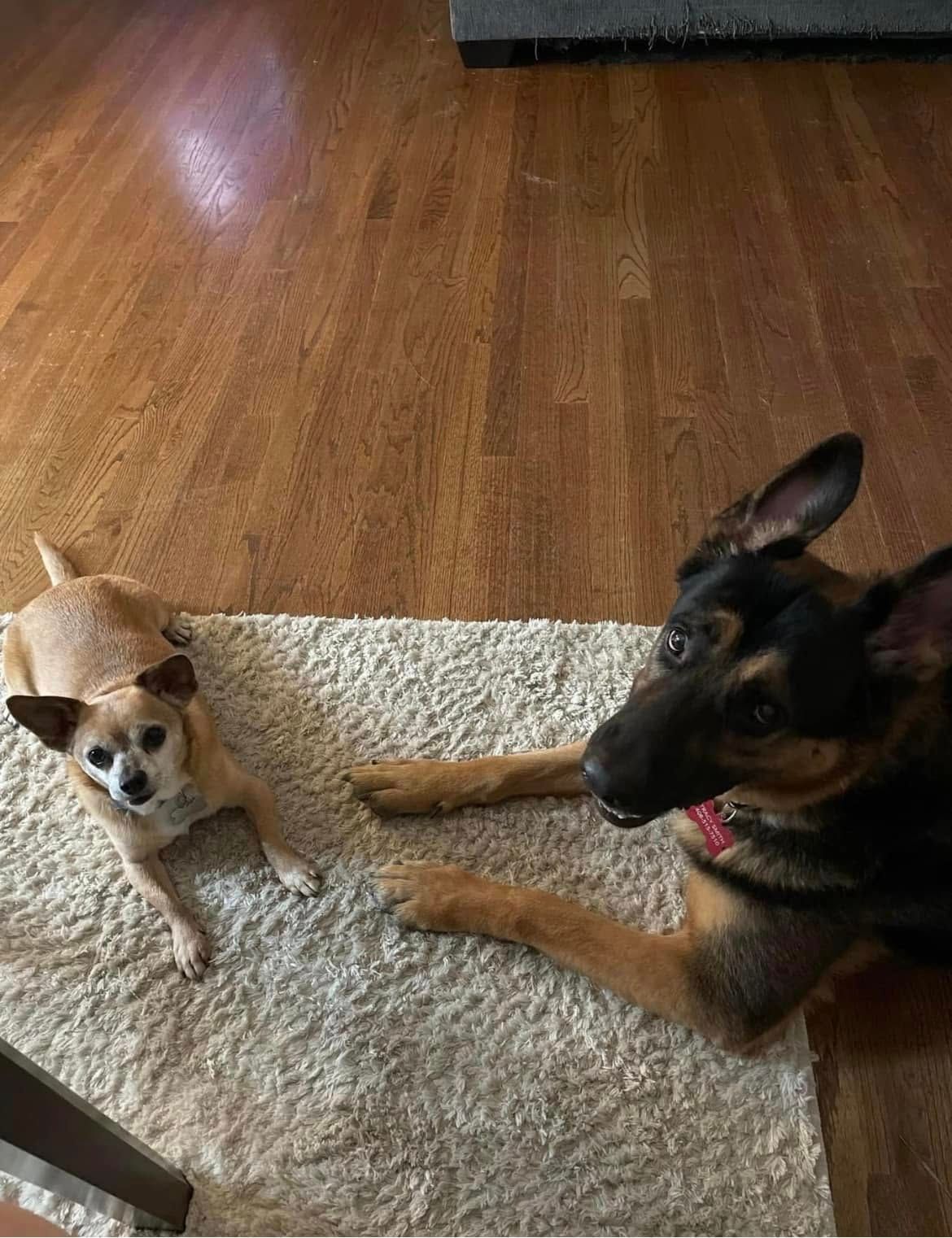 Doggie Daycare