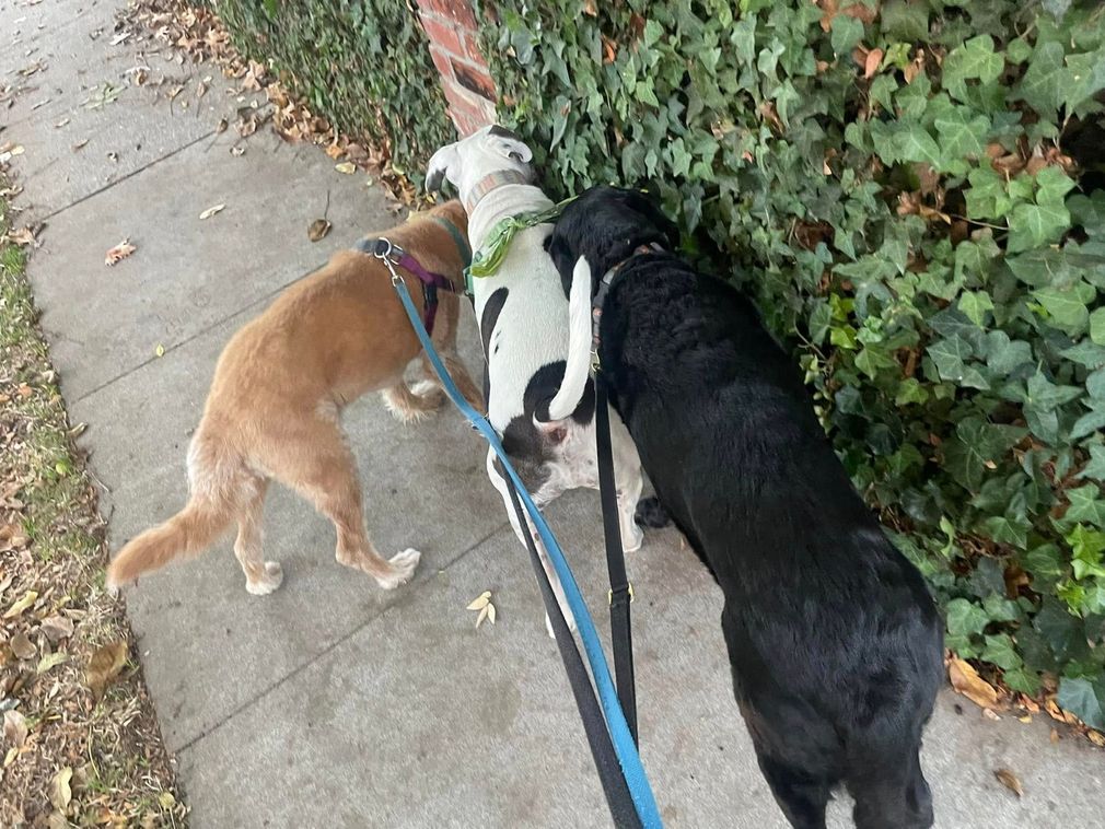 Two dogs on leashes sniffing bushes beside a sidewalk