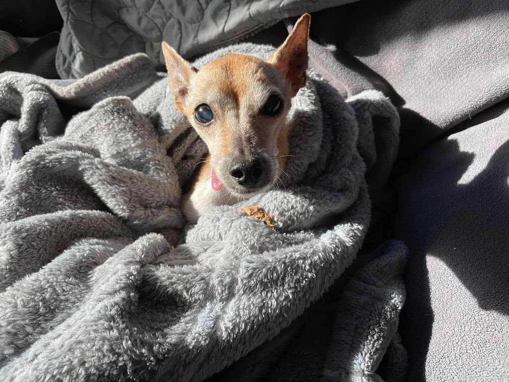 Small tan dog wrapped in a gray blanket, looking at the camera on a couch.