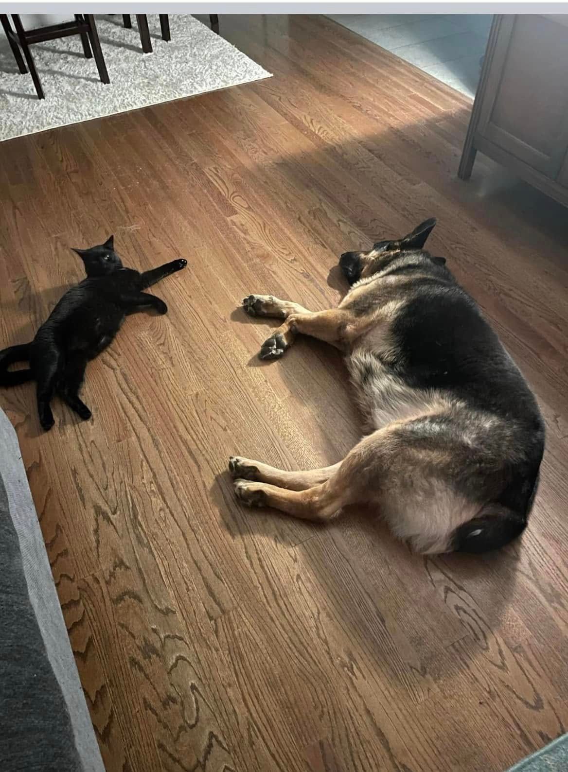 Black cat and German shepherd lying on a hardwood floor, facing each other in a room.