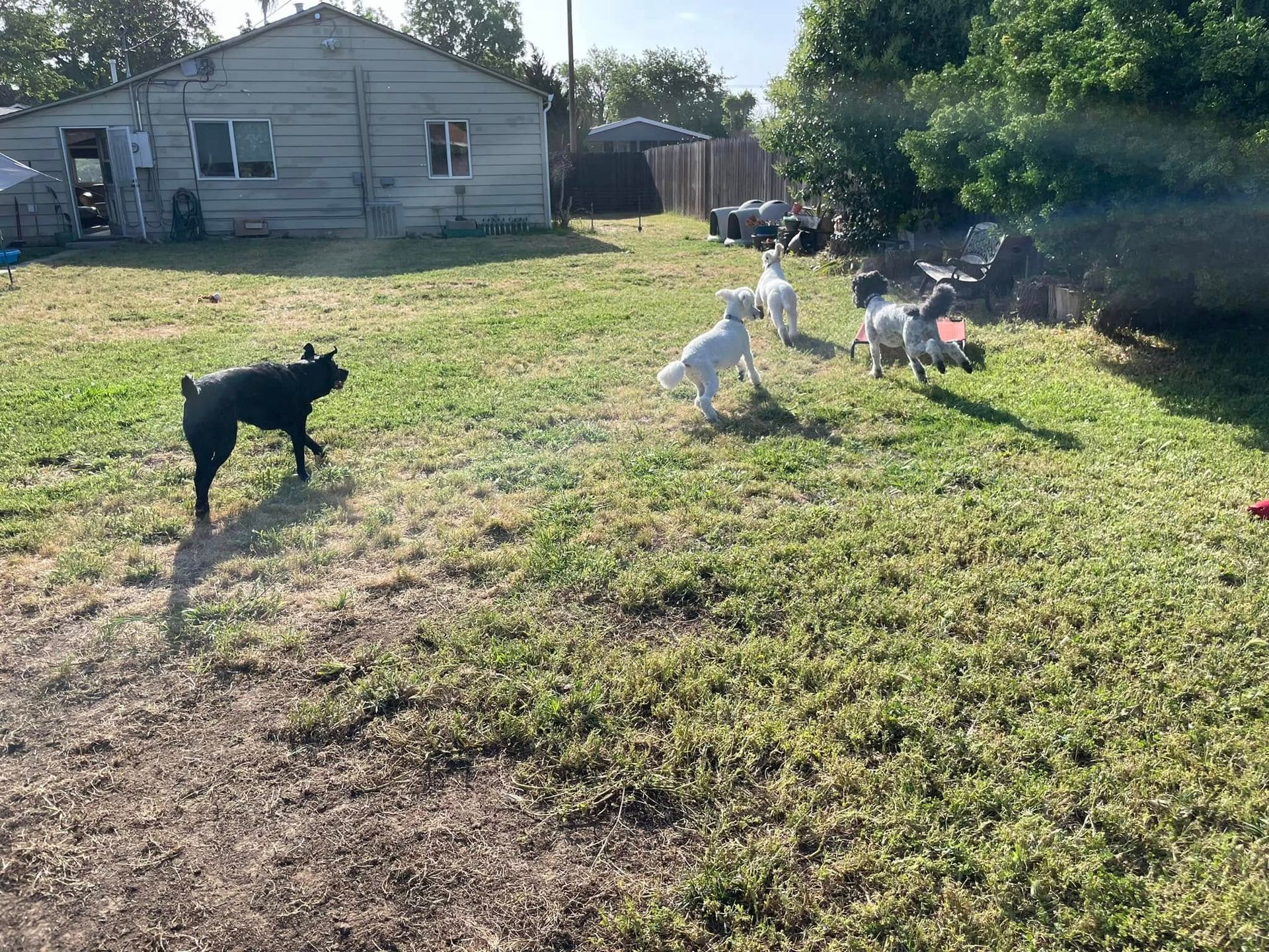Three dogs playing in a sunny backyard near a house and trees