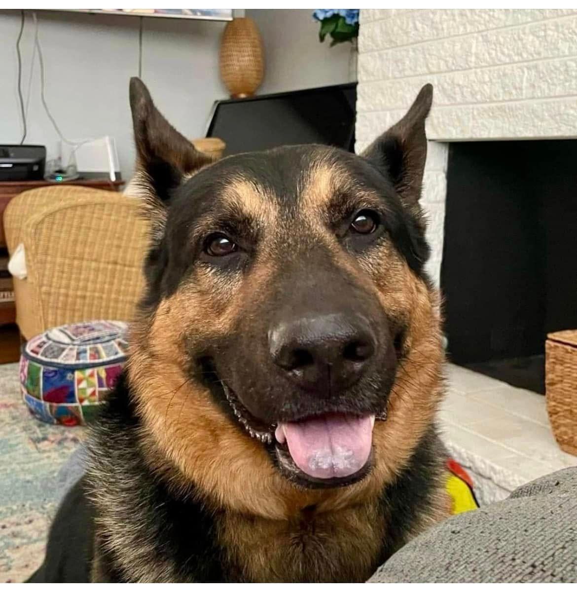 Close-up of a smiling German Shepherd indoors, with ears up and tongue out.