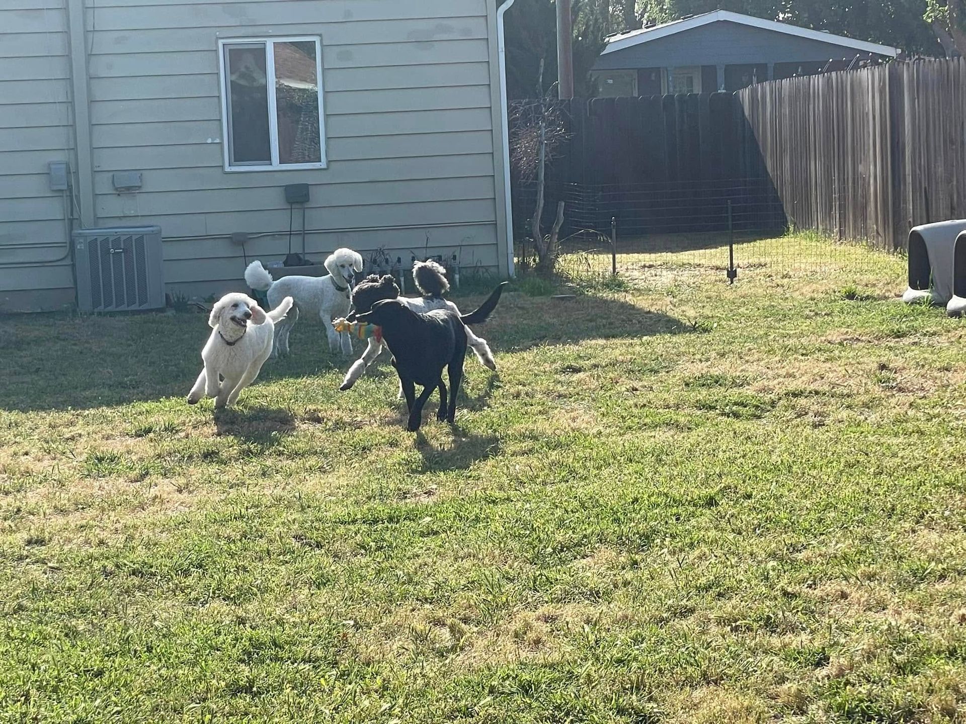 Four dogs playing in a sunny backyard near a house and fence.