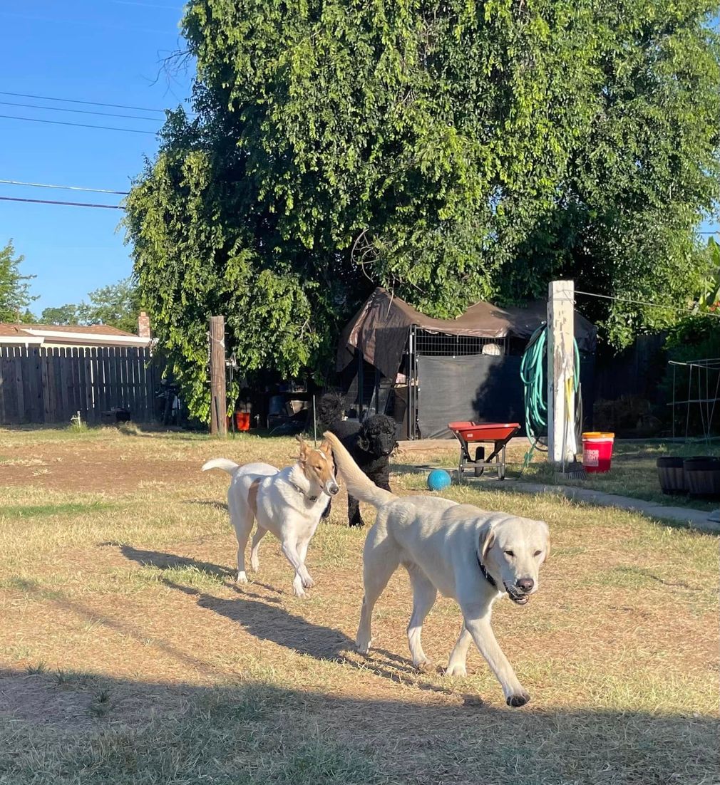 Two white dogs walking across a sunny backyard, with a large tree and fence in the background