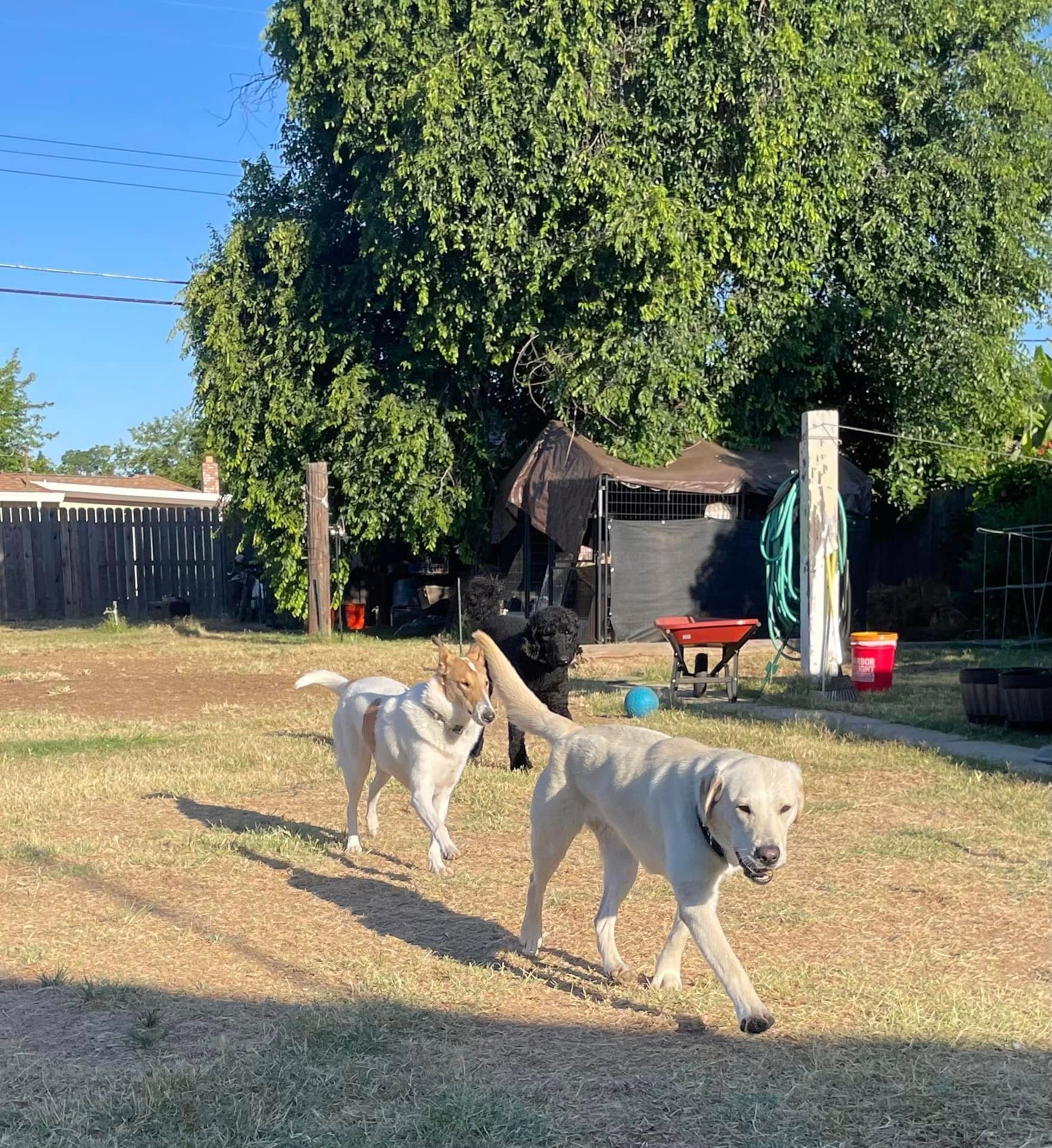 Two cream-colored dogs walking across a sunny backyard with a large tree and shed in the background