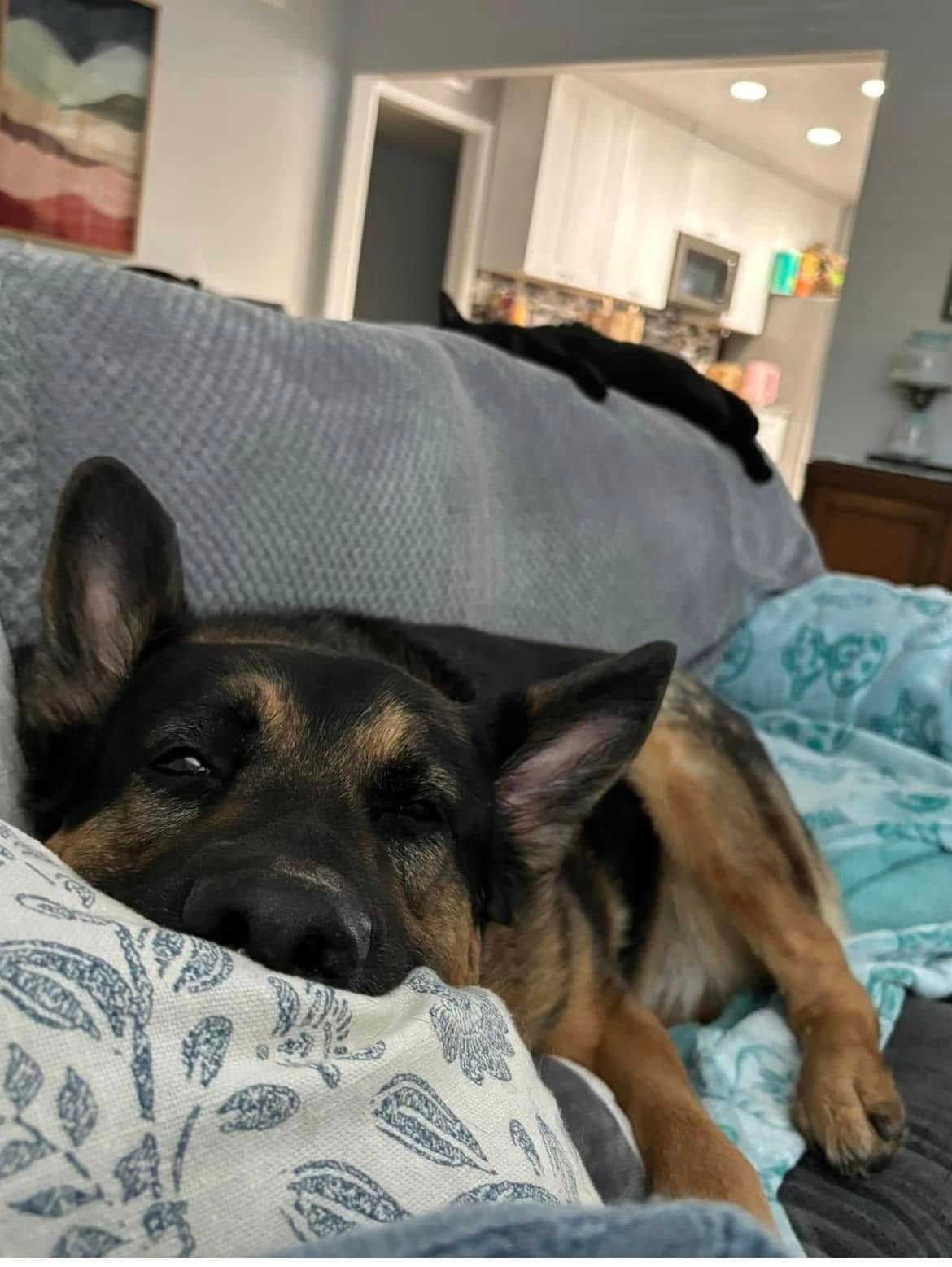 German shepherd resting on a couch with its head on a patterned blanket in a cozy living room