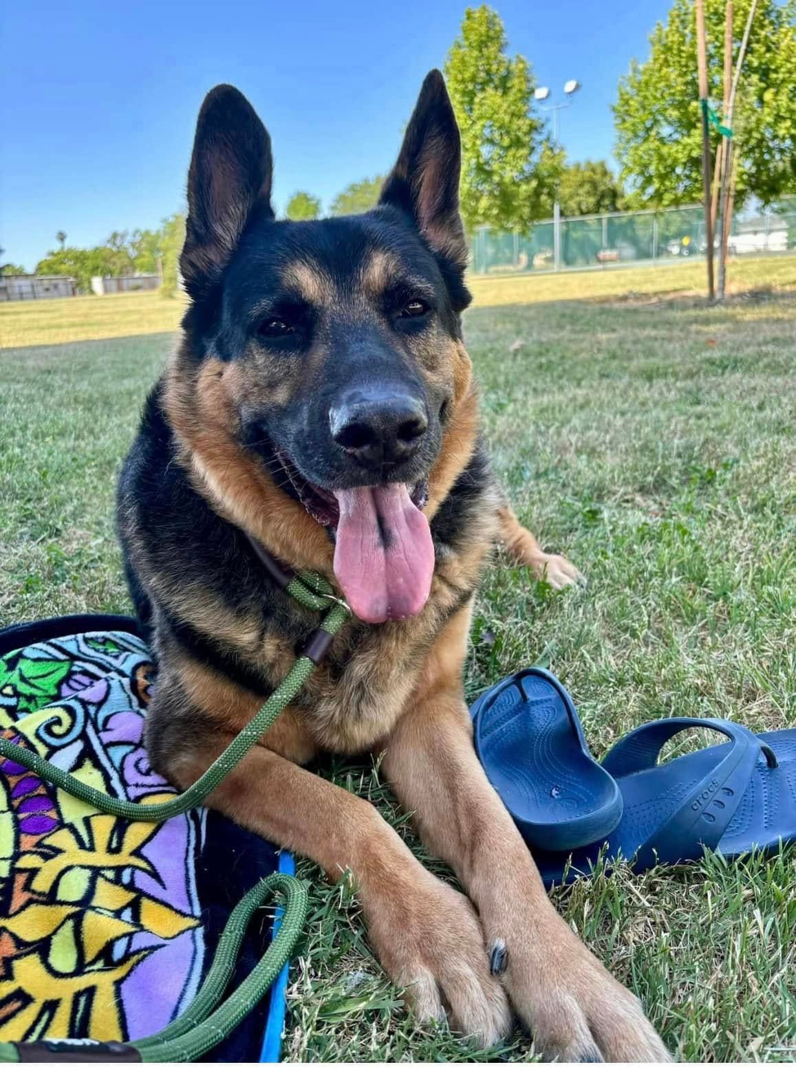 German shepherd lying on grass with tongue out beside a colorful bag and blue shoe