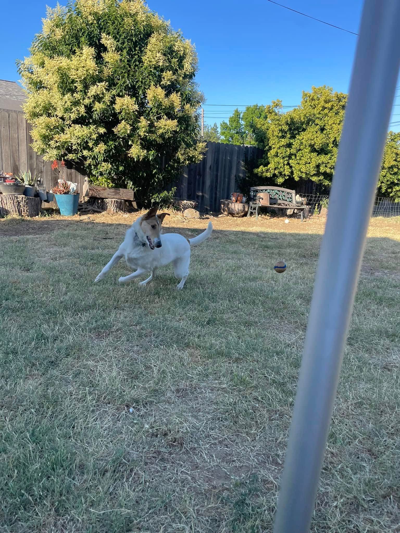 Small white dog running across a grassy backyard under a clear blue sky