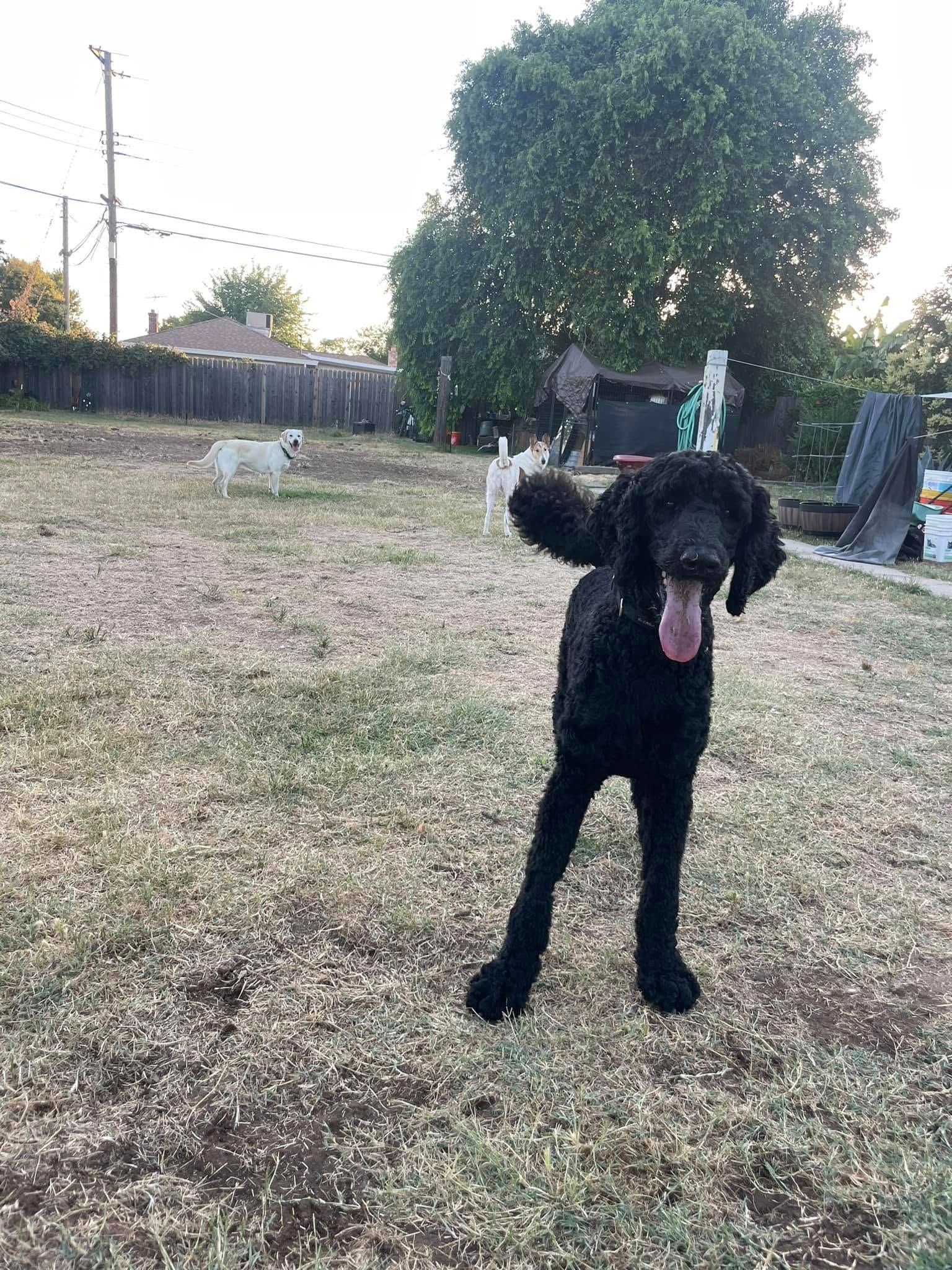Black dog standing on grass in a backyard, tongue out, with a fence and large tree behind.