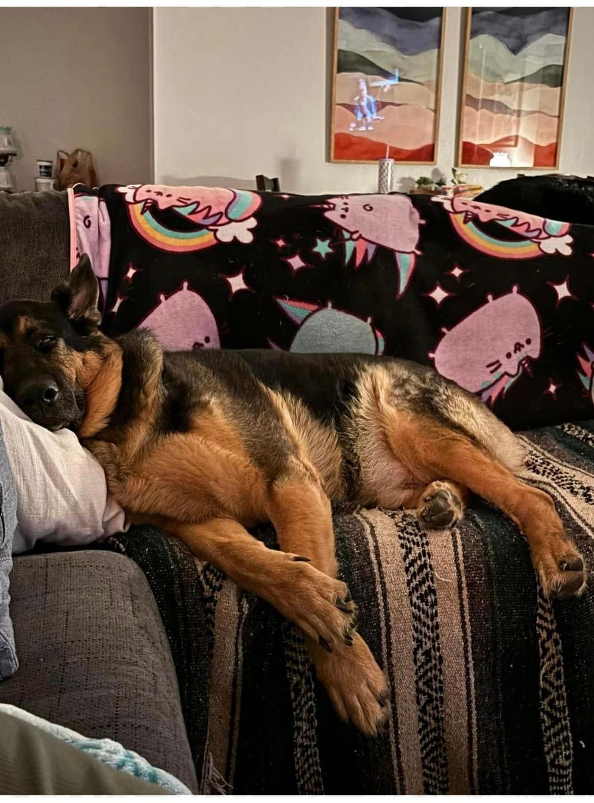 German shepherd resting on a couch with a black and pink blanket, in a living room.
