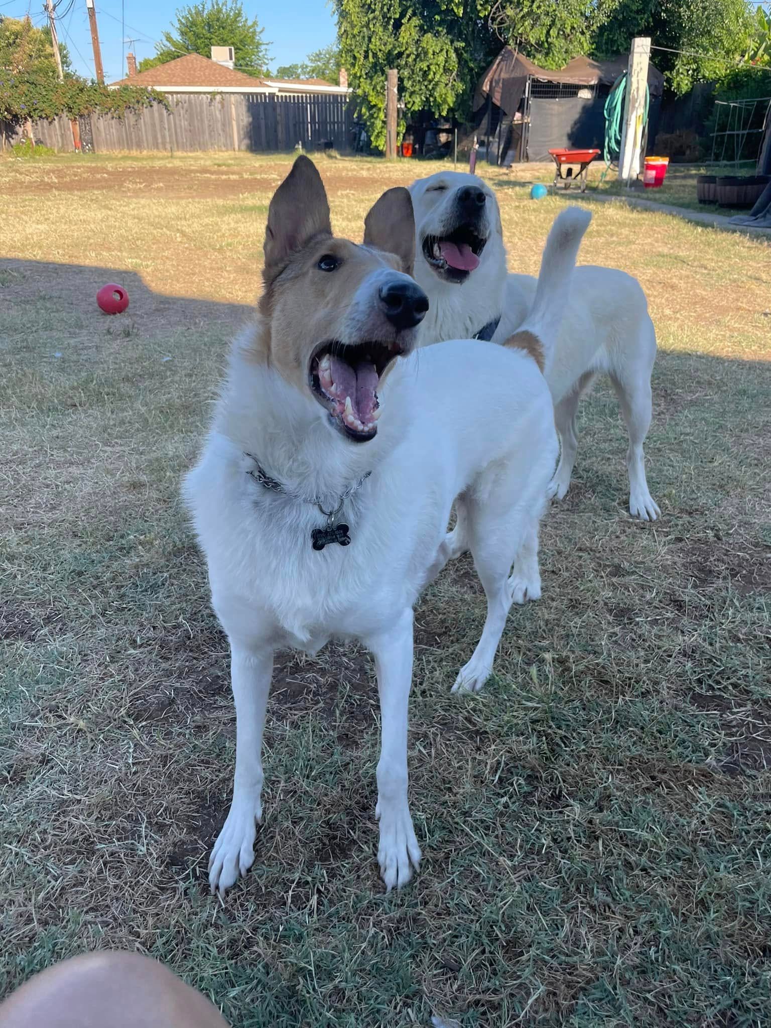 Two dogs playing in a backyard, one white dog in front and a tan dog behind with open mouths.