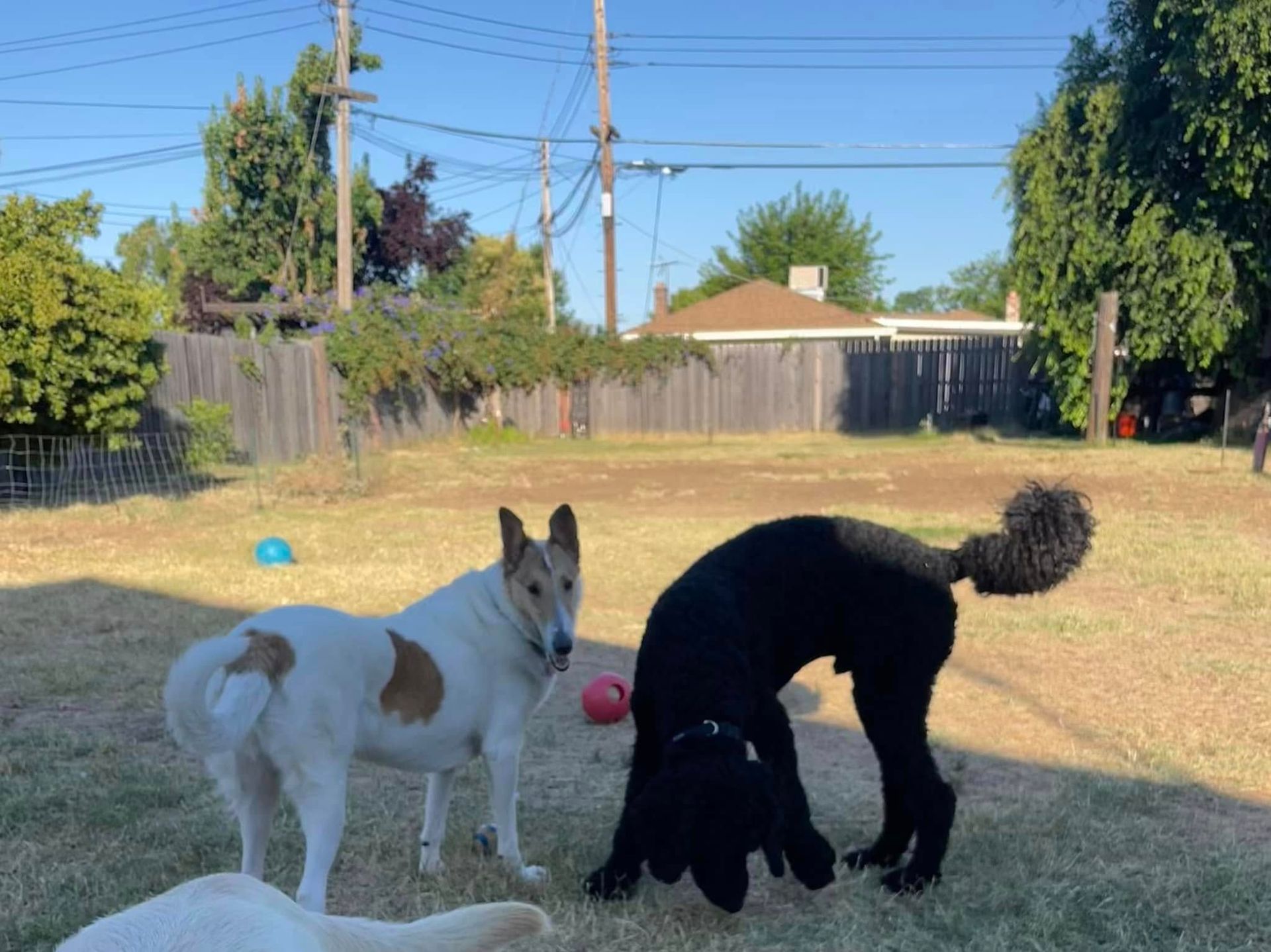 Two dogs in a sunny backyard, one white and tan standing, one black sniffing the ground.