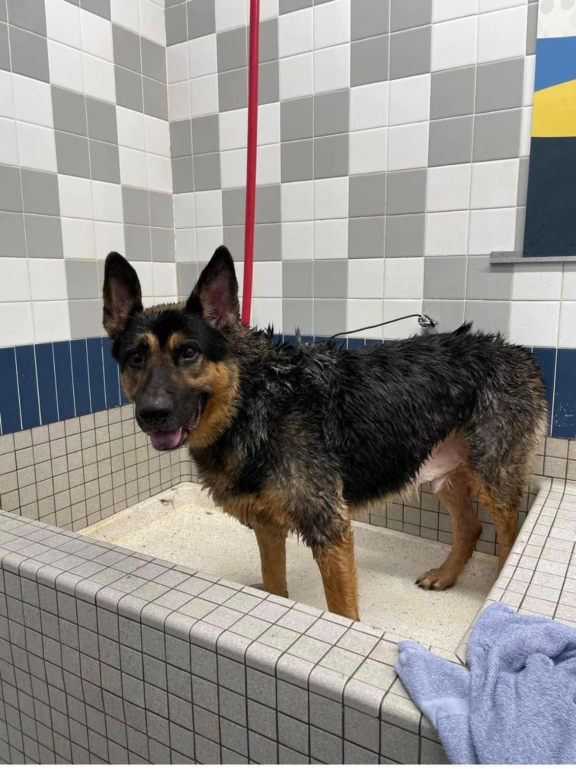 Wet black-and-tan dog standing in a tiled wash tub, looking at the camera