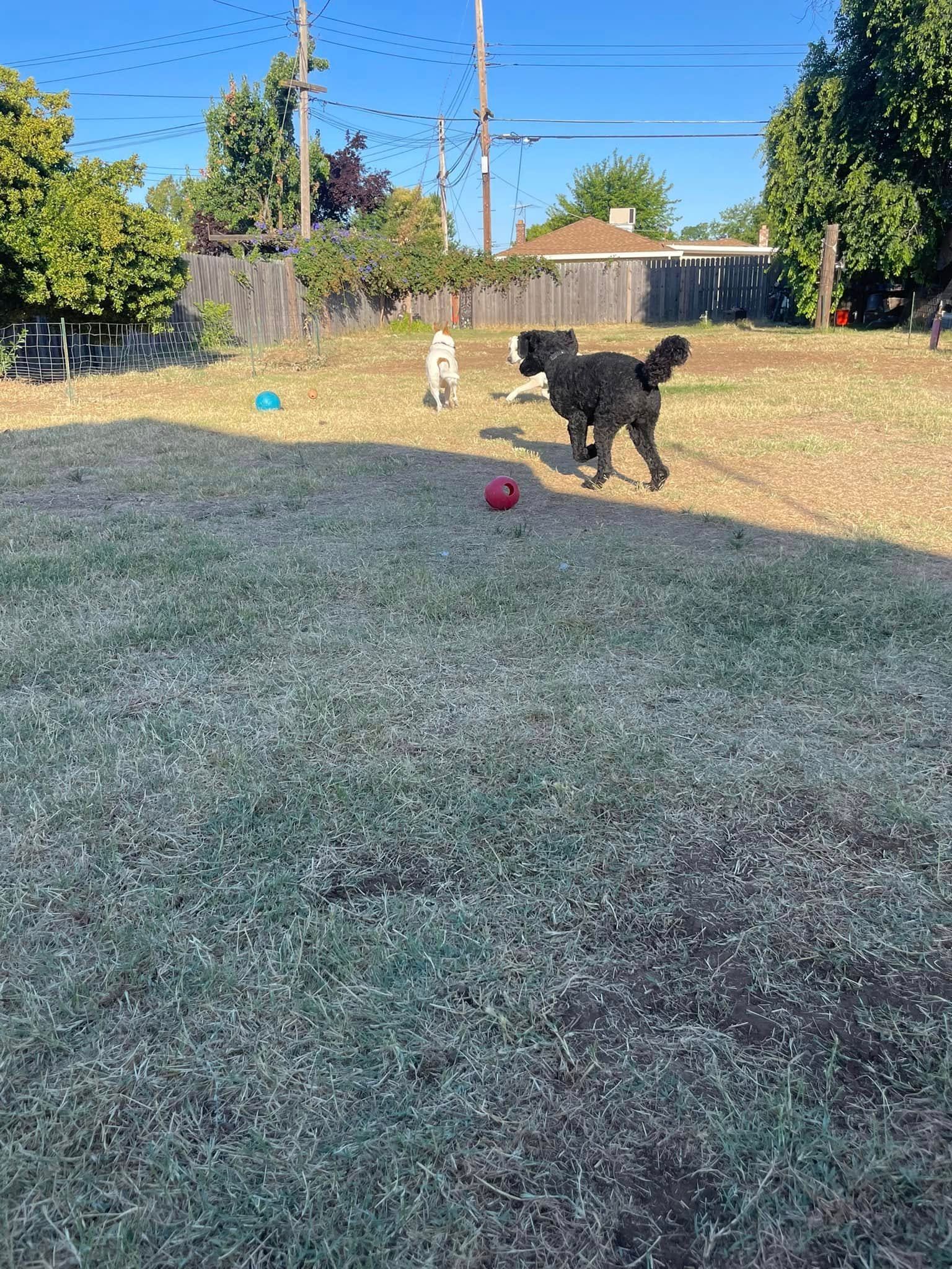 Black dog and small white dog playing in a dry backyard with a red ball and blue toy.
