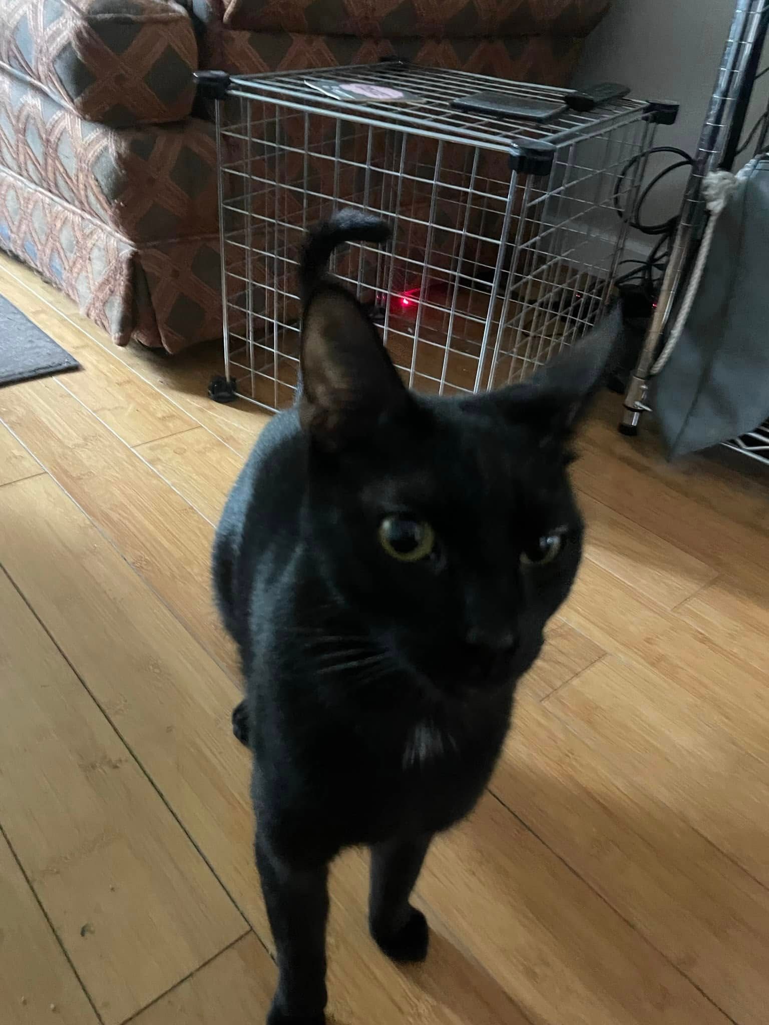 Black cat standing on a wooden floor near a wire crate and patterned couch, looking at the camera.