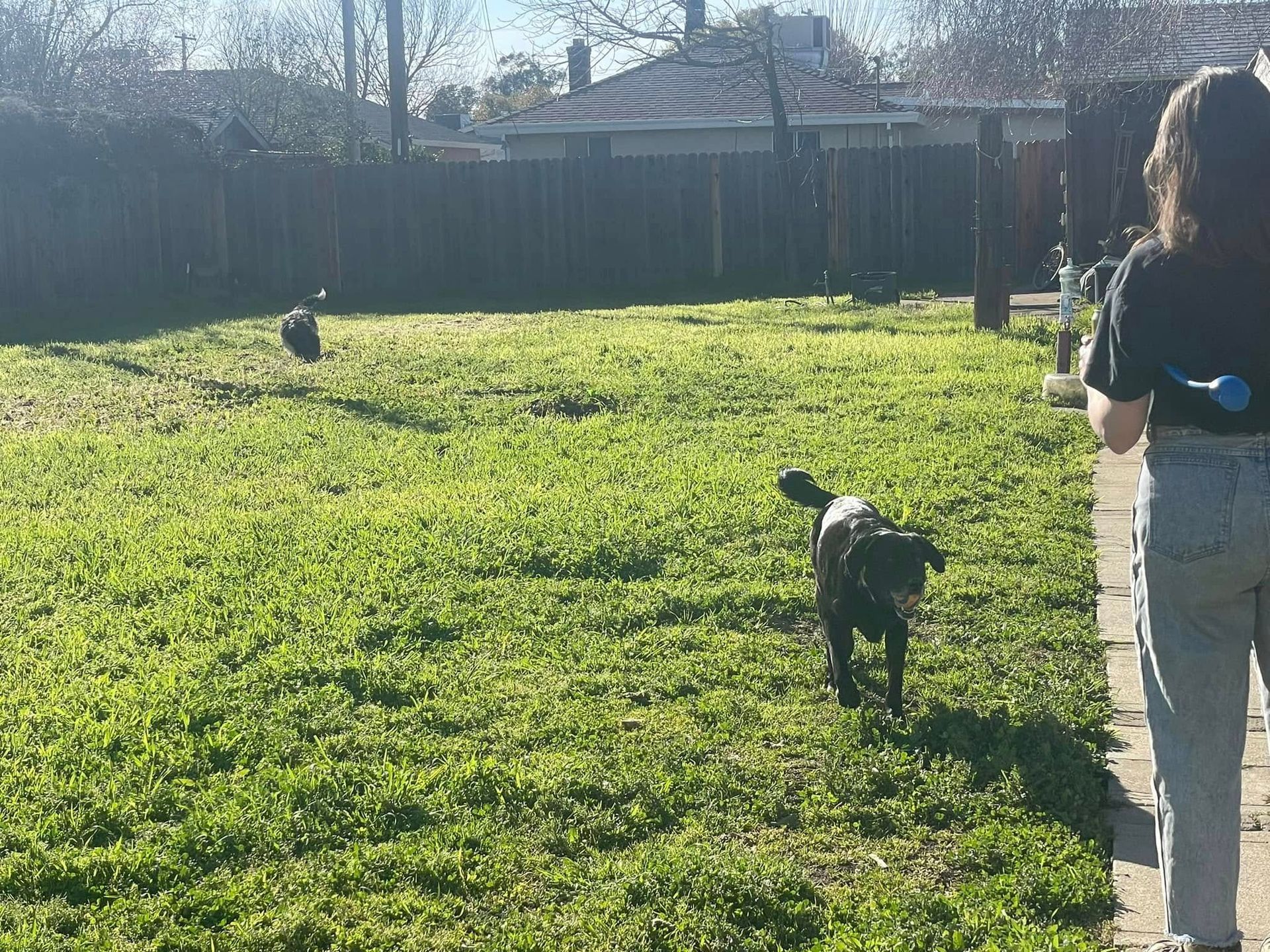 Dog Boarding
