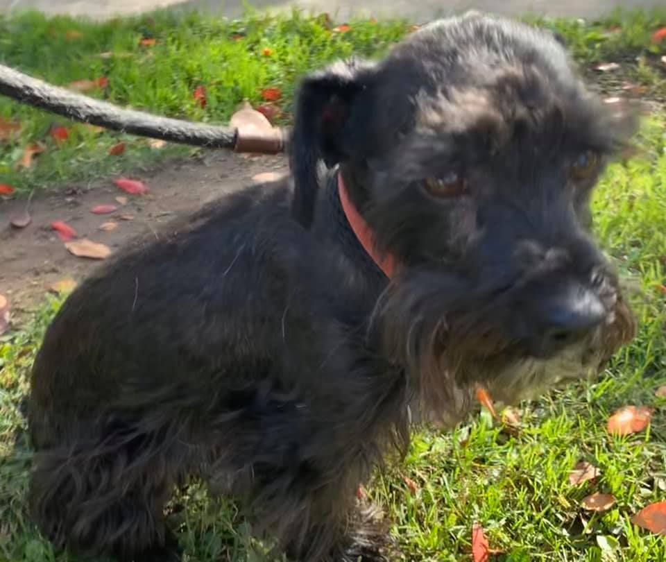 Black dog with a red collar sitting on grass, looking to the right.