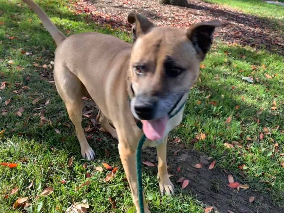 Tan dog standing on grass with tongue out in a sunny yard