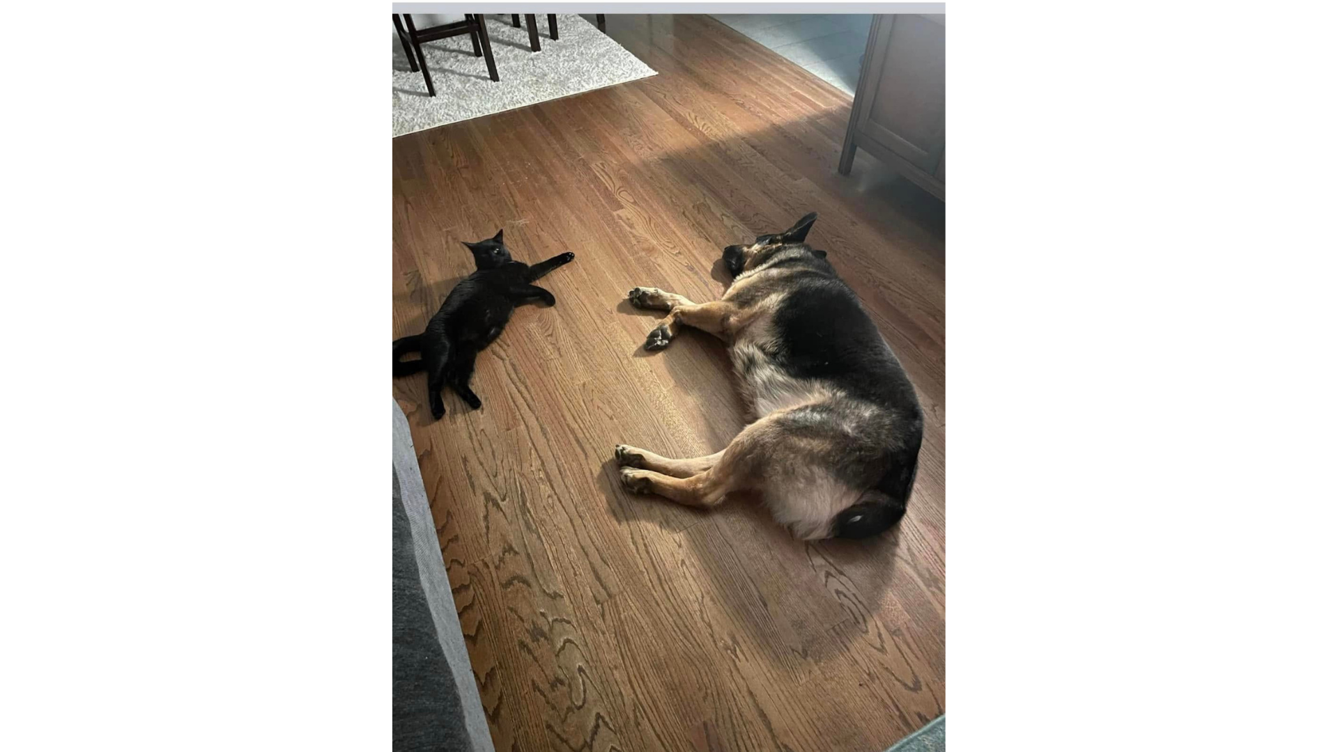 Black dog and gray dog lying on a sunlit hardwood floor near a rug.