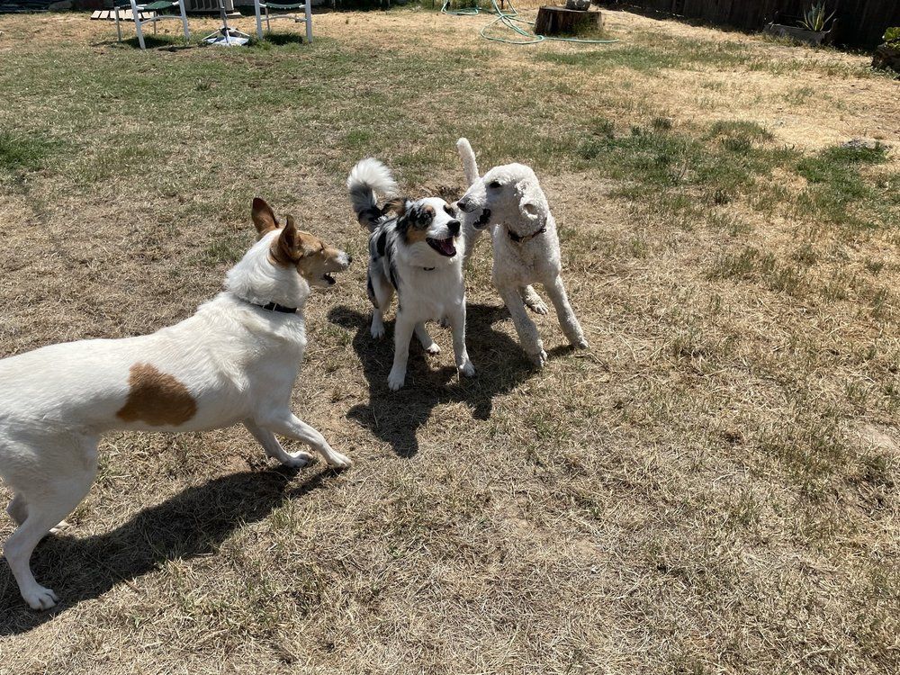 Four dogs standing together on a dry grassy field, one white dog facing the group.