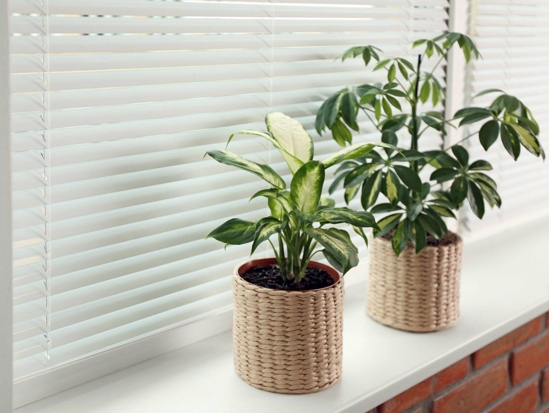CACO Cordless Aluminum Blinds on a window with two houseplants on the window sill