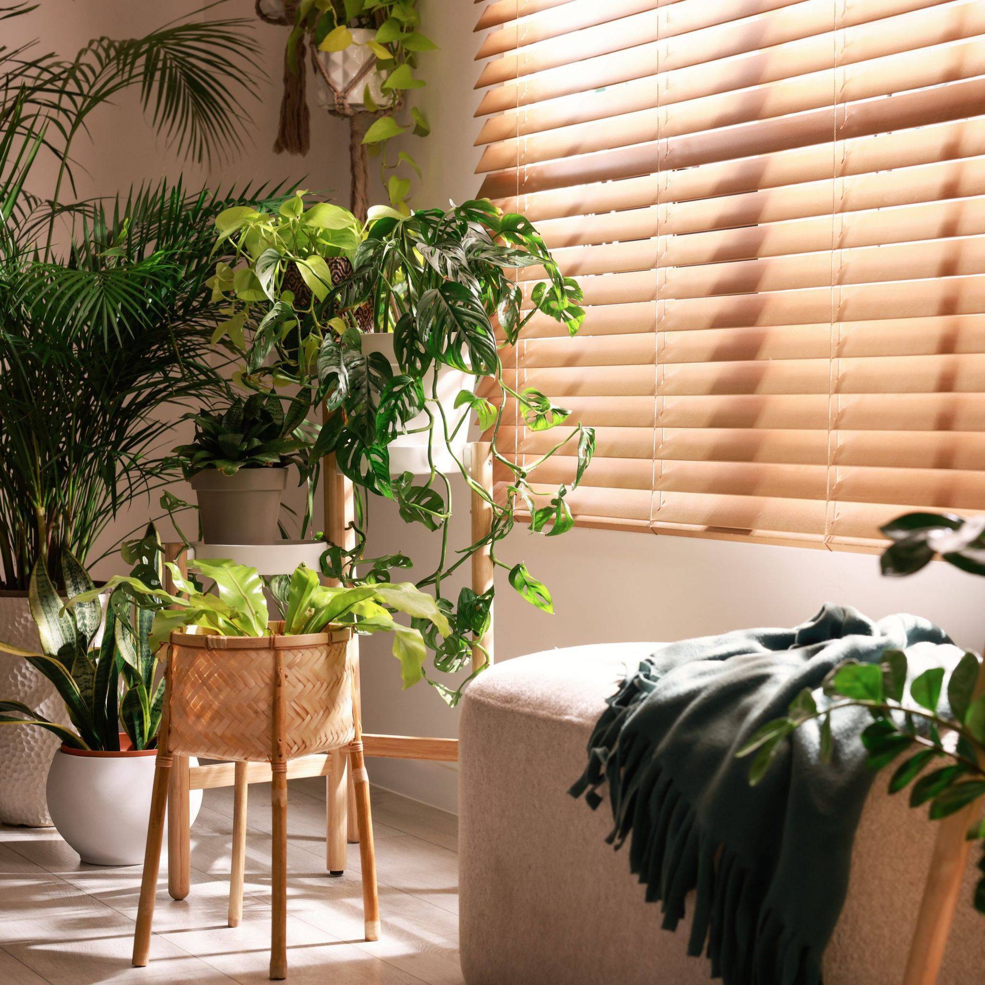 CACO Delta Wood Blinds on windows in a room with house plants and warm lighting