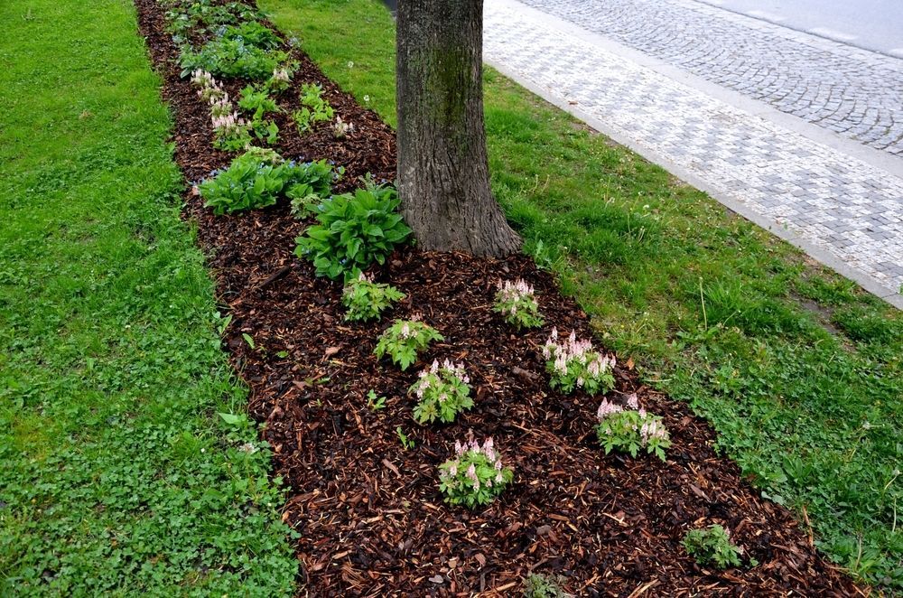 Tree Trunk Surrounded by a Brown Mulch Flower Bed With Small Plants — Macca's Dynamic Earthworks in Tolga, QLD