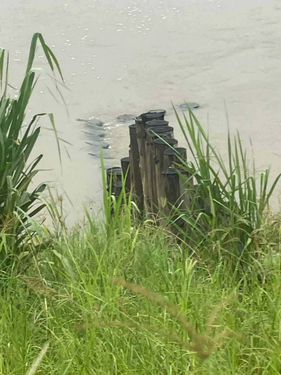 Wooden Posts in Muddy Water — Macca's Dynamic Earthworks in Tolga, QLD
