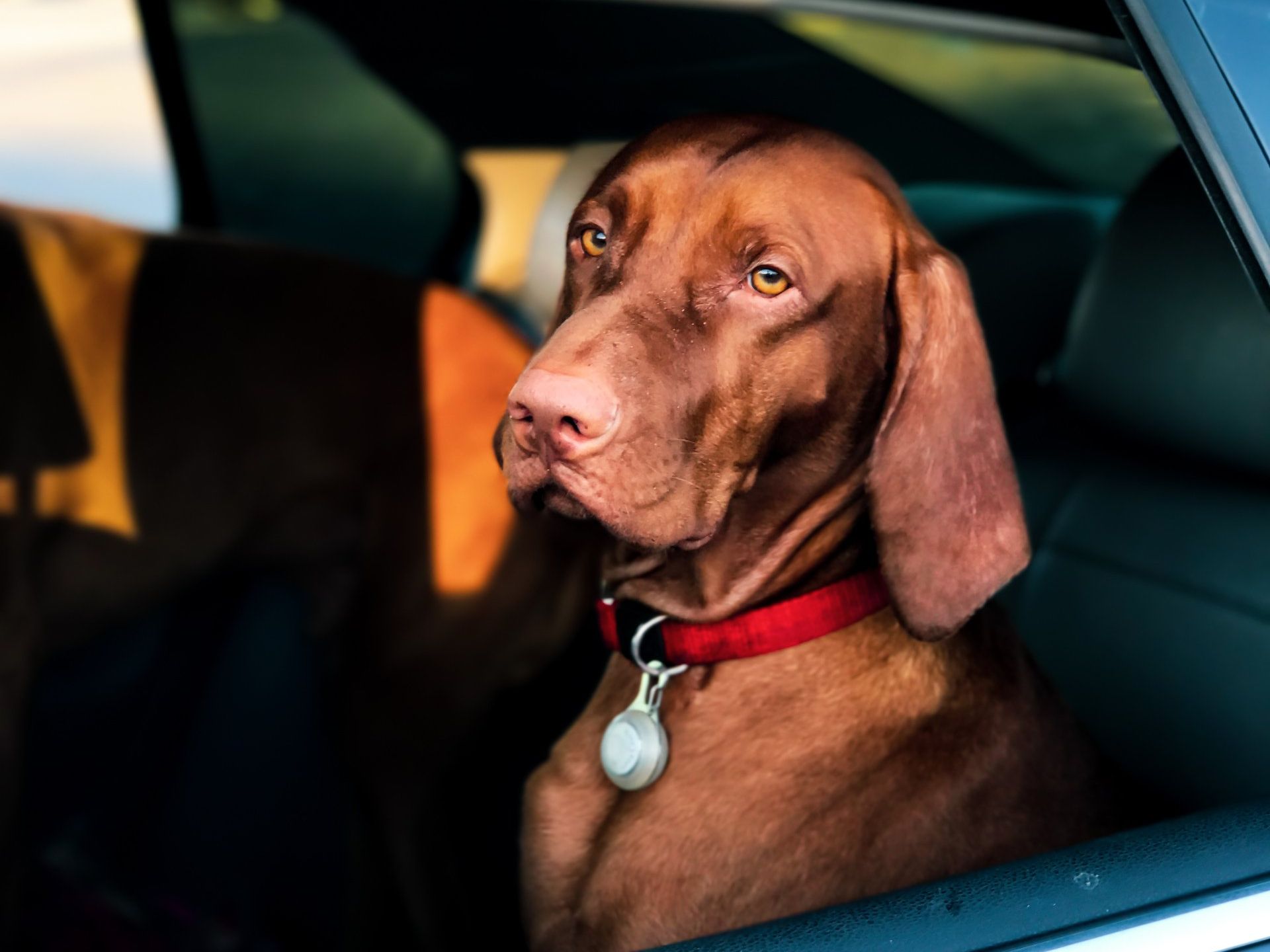 A brown dog is sitting in the back seat of a car looking out the window.