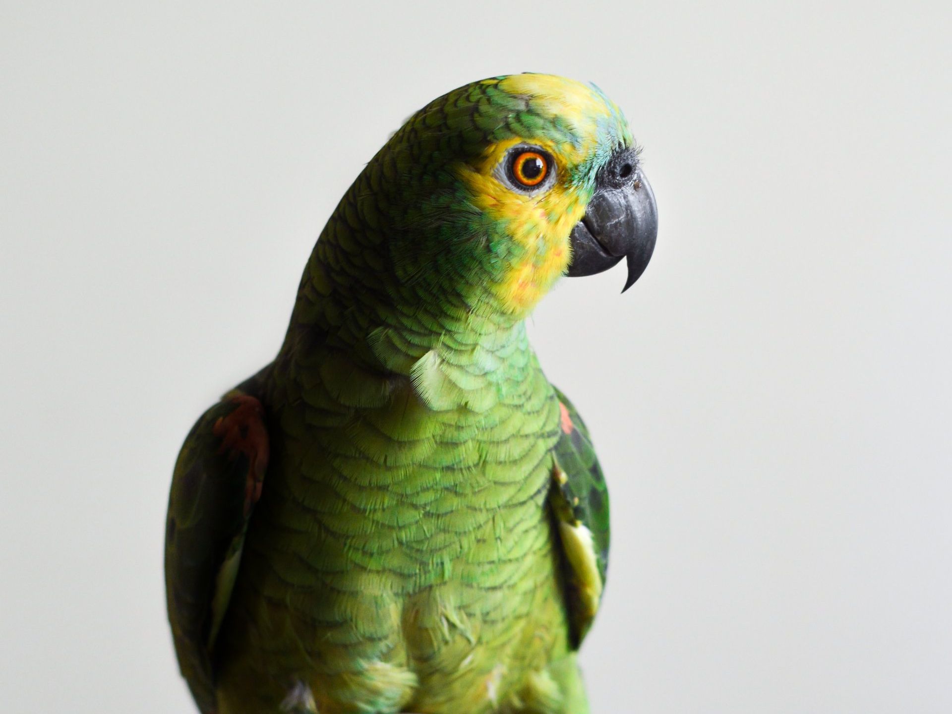 A green and yellow parrot with a black beak is standing on a white background.