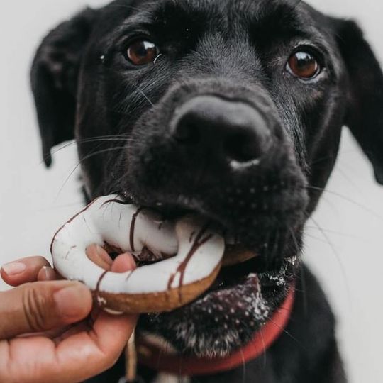 A black dog with a donut in its mouth