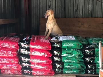 dog food